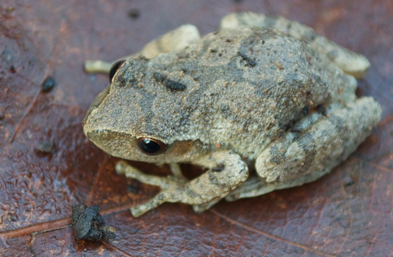 Spring Peeper