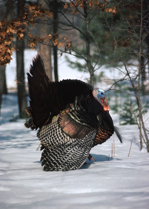 Tom (male) turkey displaying his feathers on a snowy day.