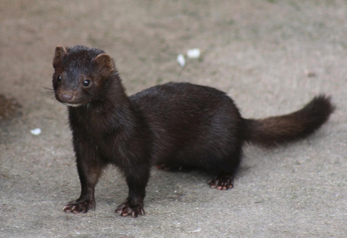 American Mink