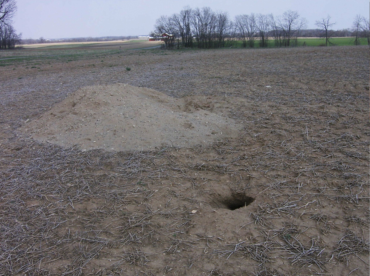 Badgers can displace a large amount of soil as they excavate their burrows.