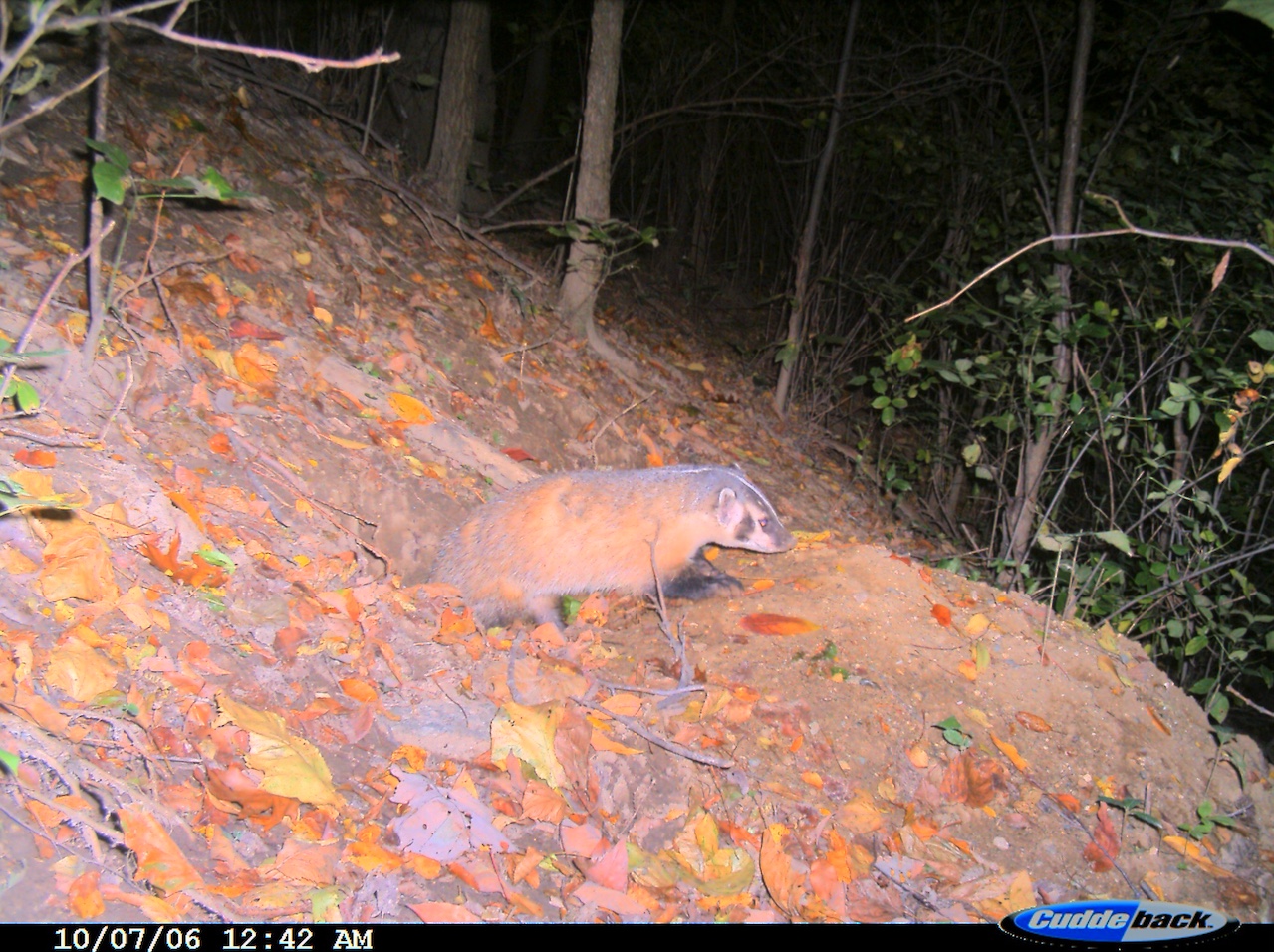A badger caught coming out of its burrow by a trail camera.
