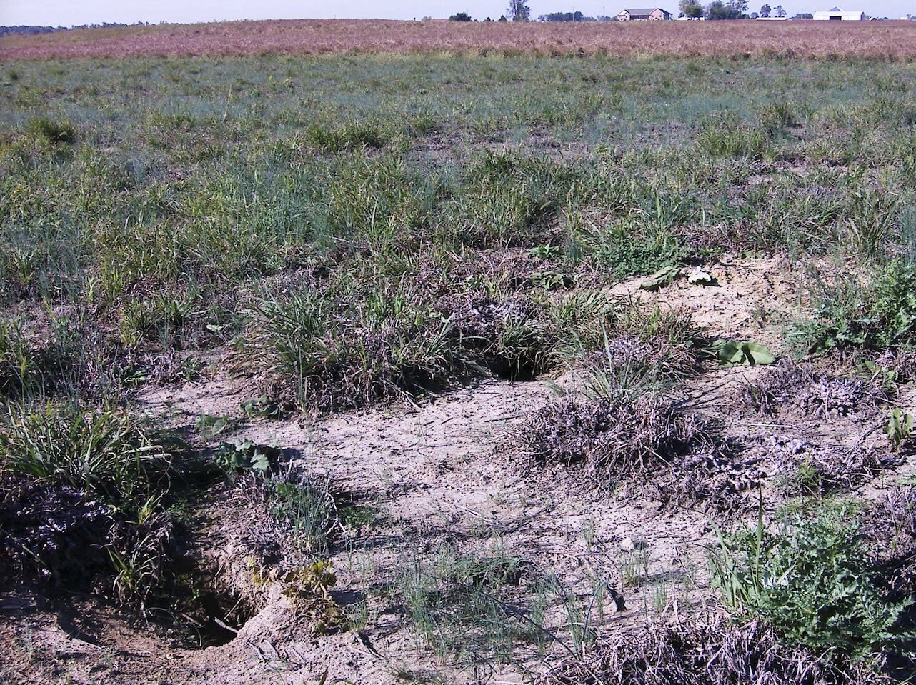 Badger burrow on land under the Conservation Reserve Program. Note the large amount of disturbed soil.