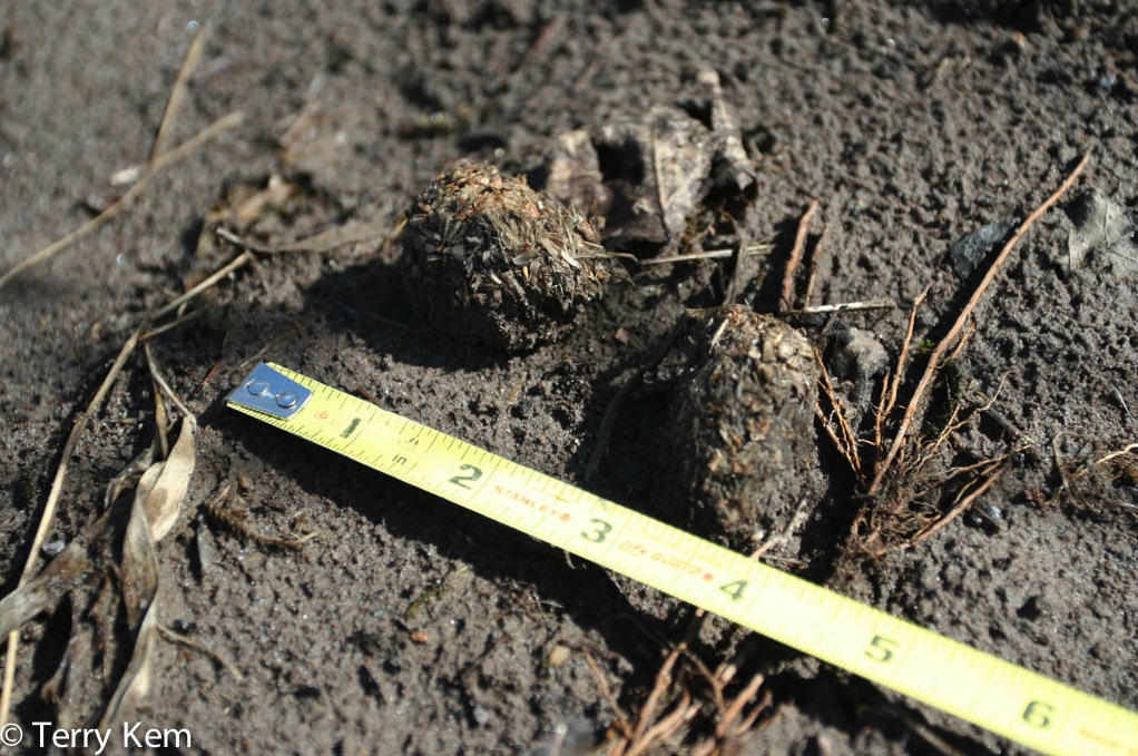 Beaver scat next to tape measure.