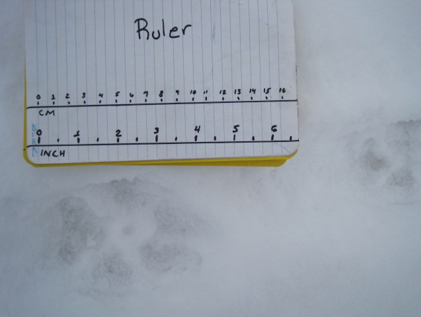 Coyote tracks in snow. Note how the two front toes turn in towards each other.