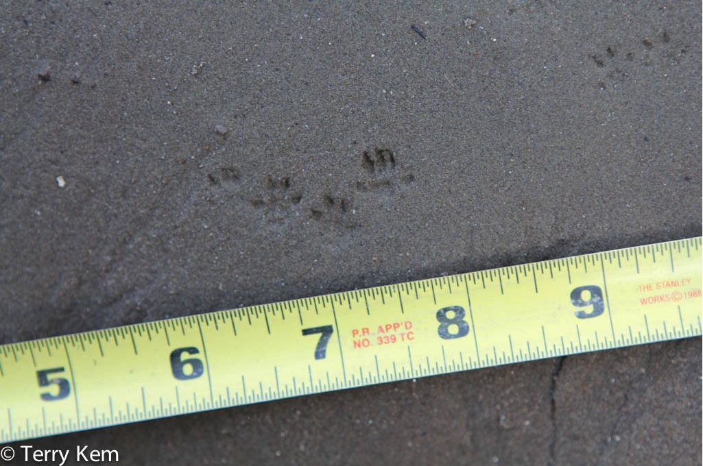 Deer mouse tracks next to a tape measure.