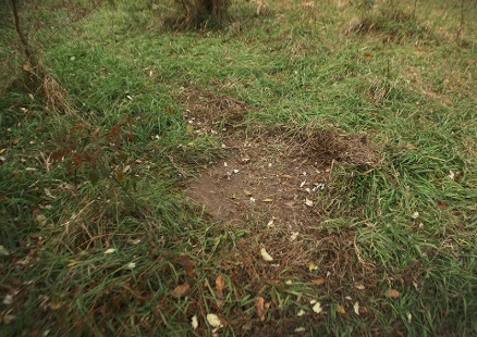 Deer have scraped away the ground cover.