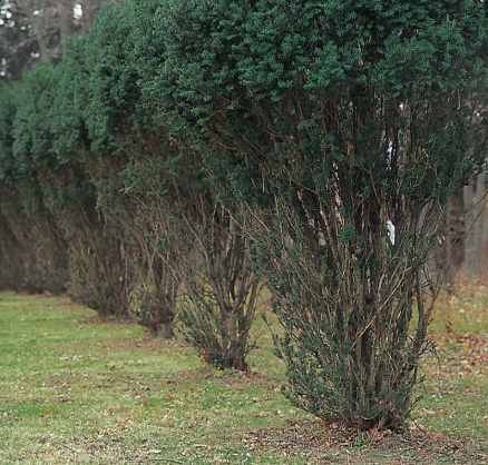 During the winter, when food is scarce, deer will feed as high up as they can reach. There is a clear browse line on this hedge of yews.