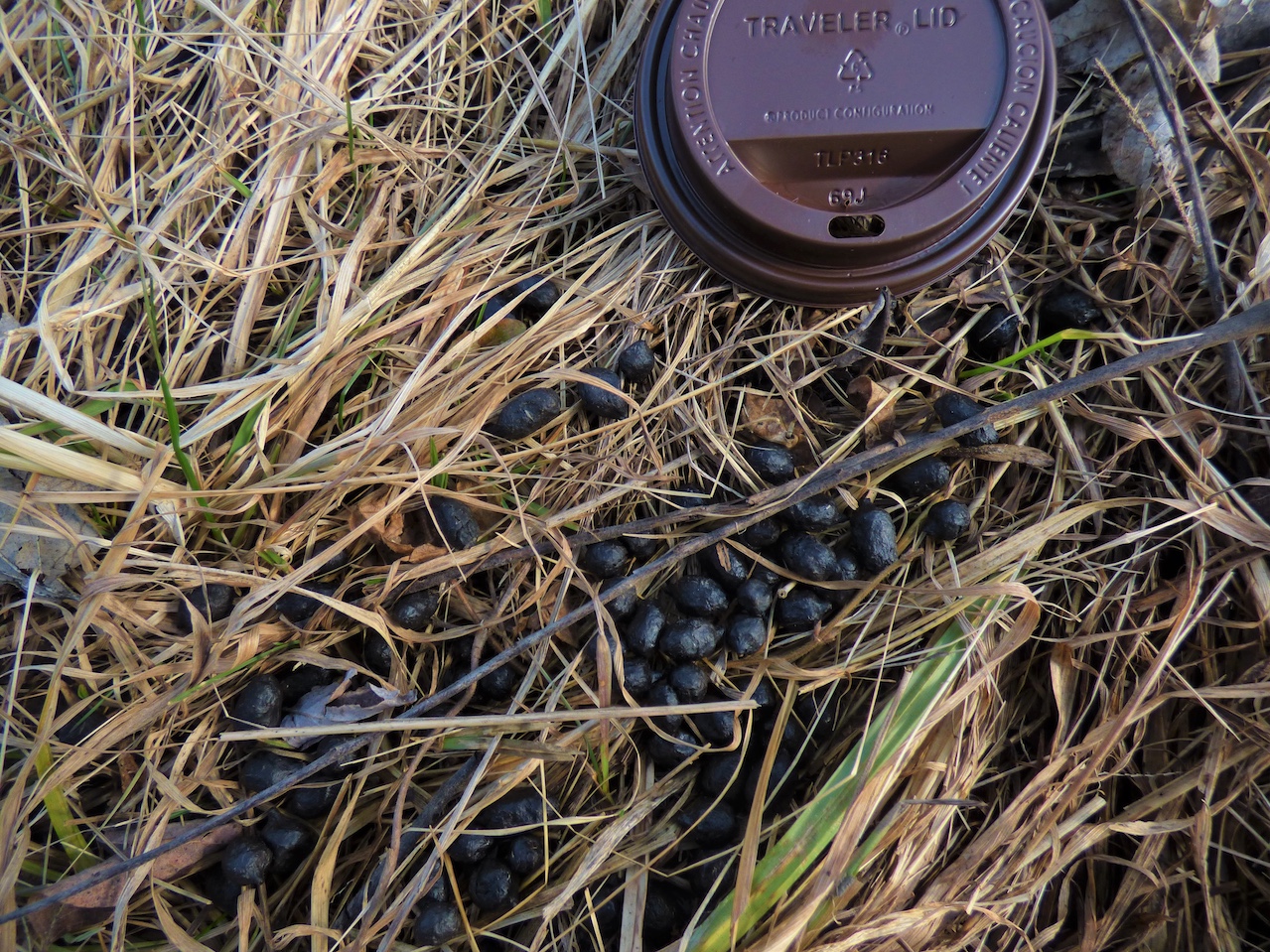 Deer pellets in the grass near a coffee lid for scale.