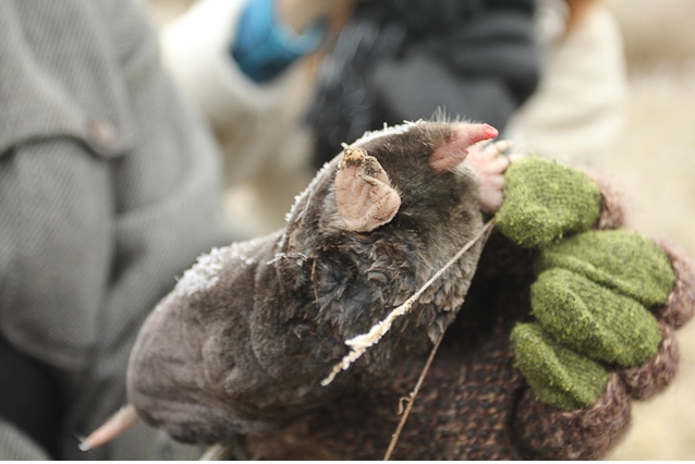 Eastern moles have front feet designed for digging.