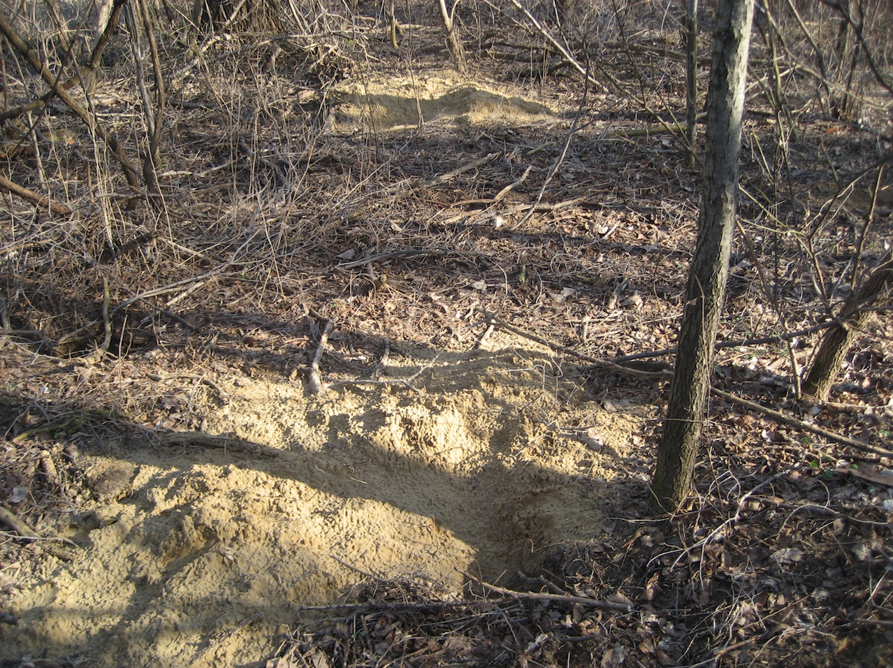 Badger burrow in the woods.