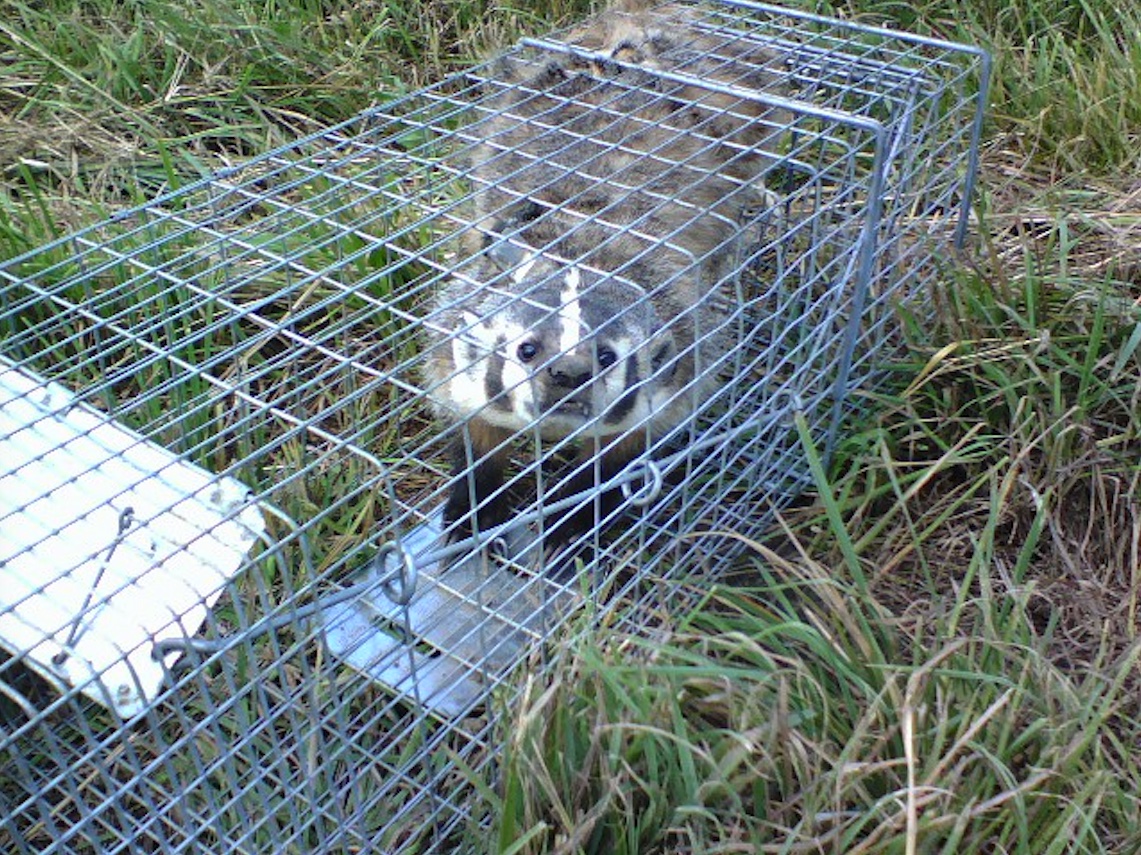 A badger in a live-trap.