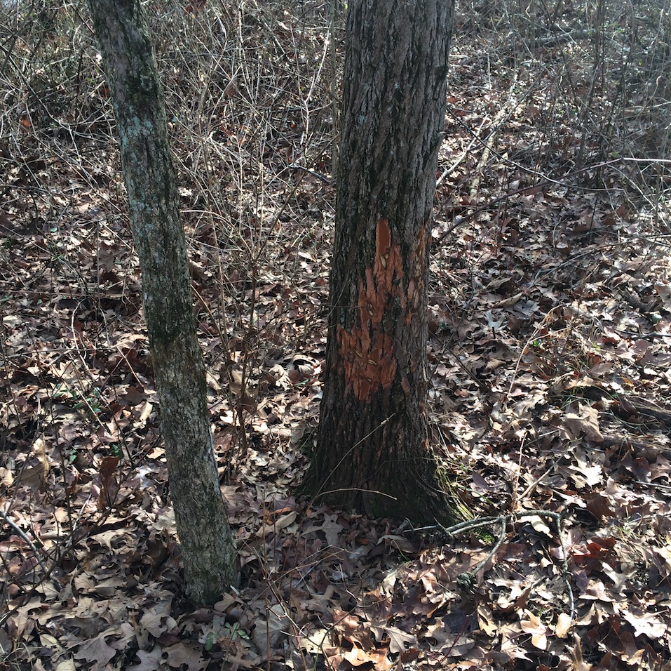 A feral swine boar's tusking caused tree damage.