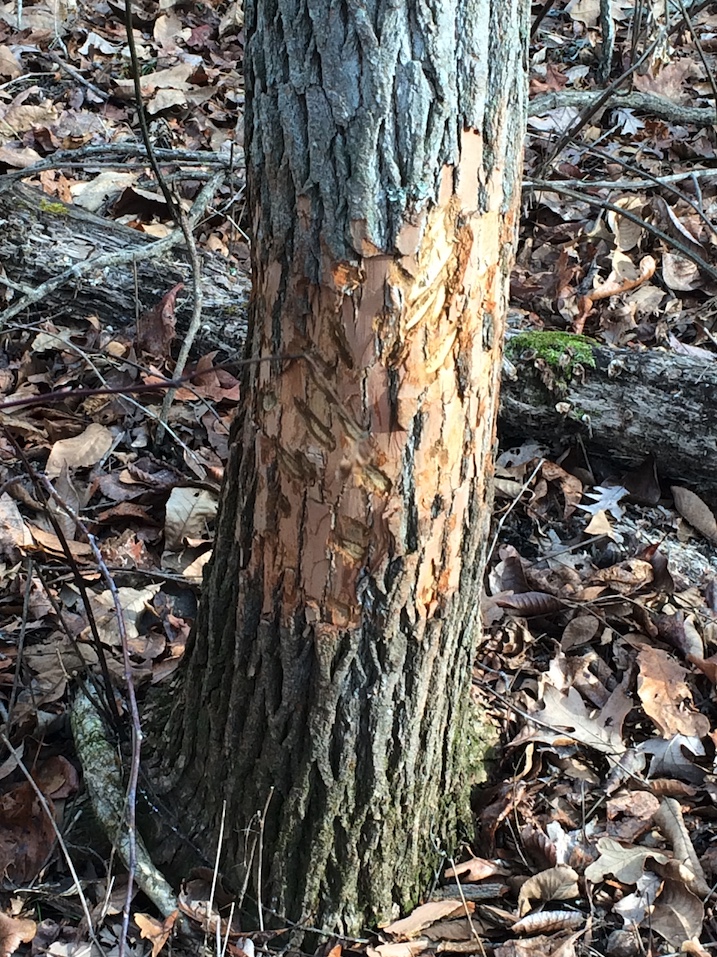 Damage caused by boar rubbing its tusks on the tree.