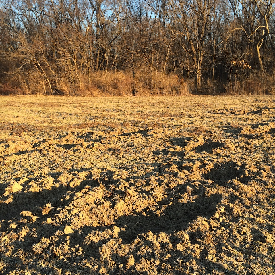 Rooting in food plot caused by feral swine.
