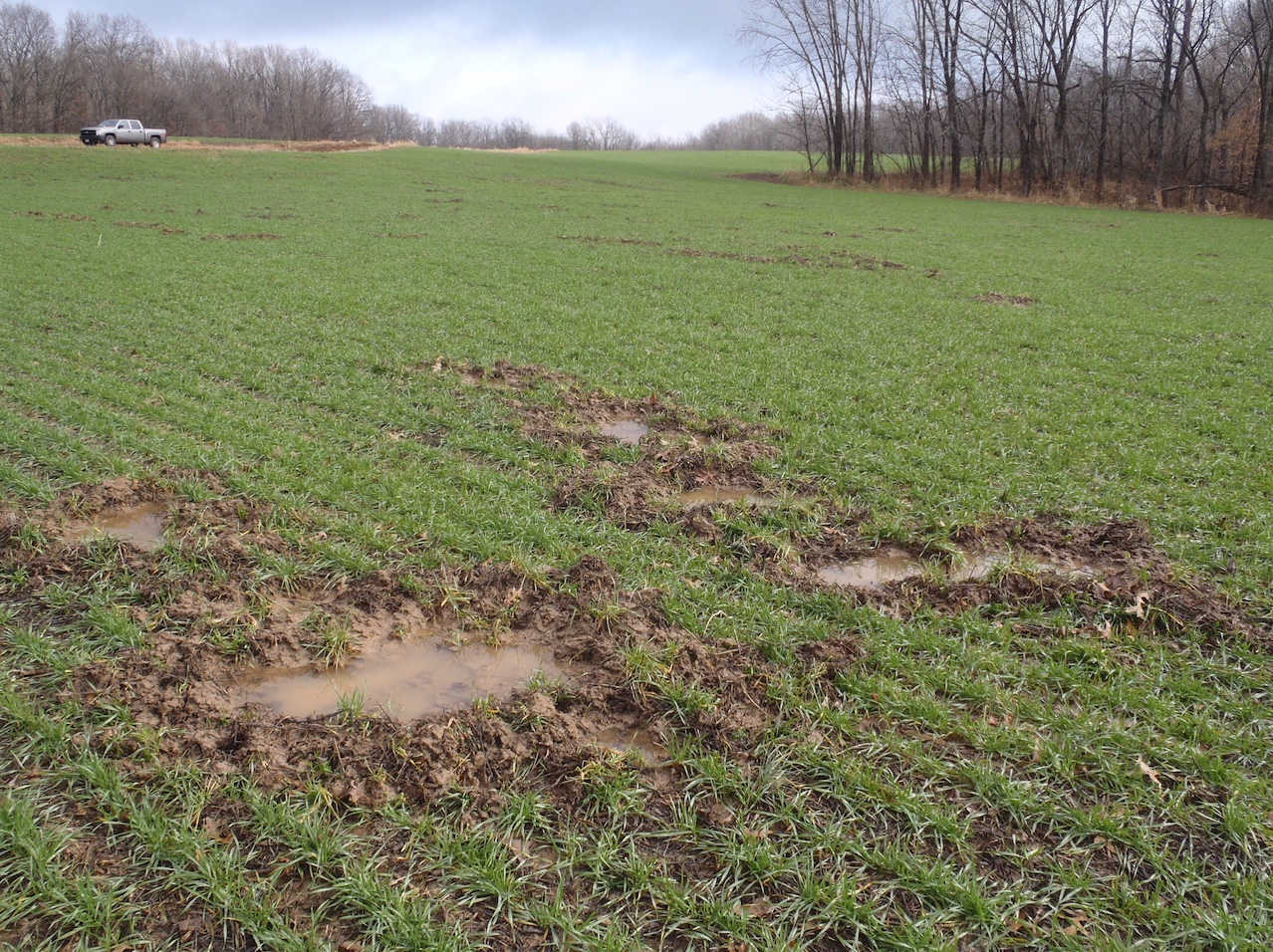 Rooting in wheat field caused by feral swine.