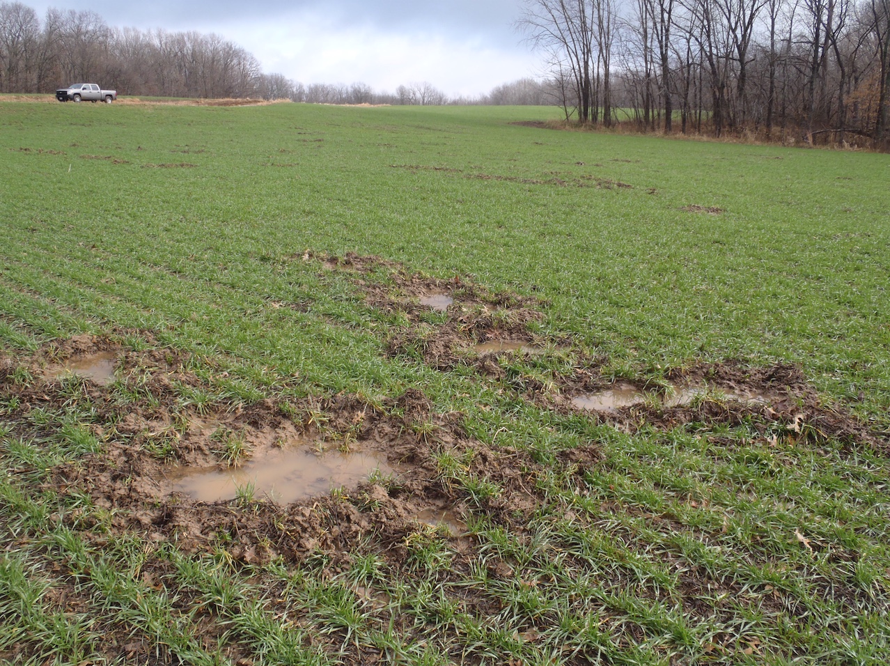 Damage to wheat field caused by feral swine rooting.