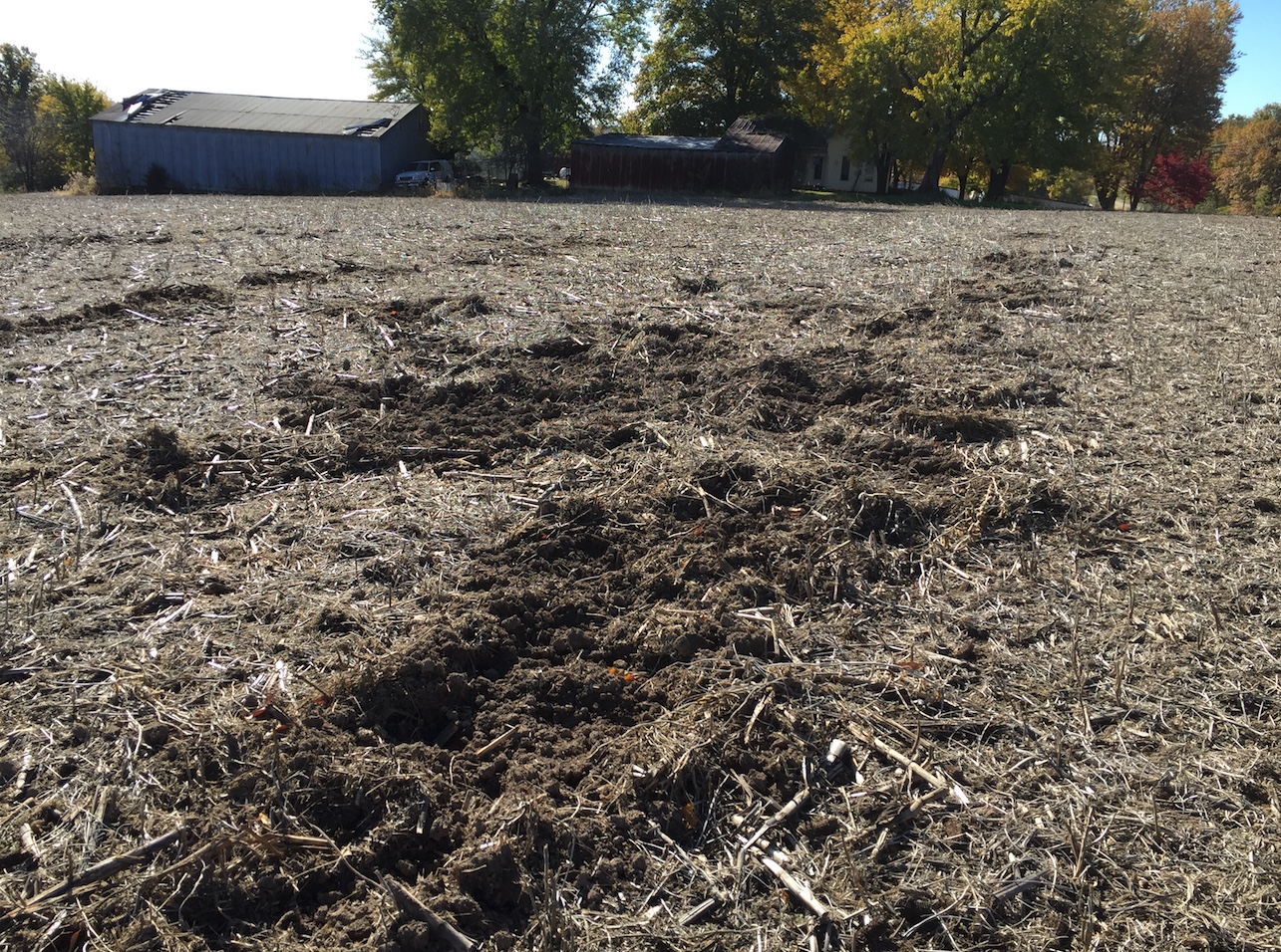 Rooting in soybean field caused by feral swine.