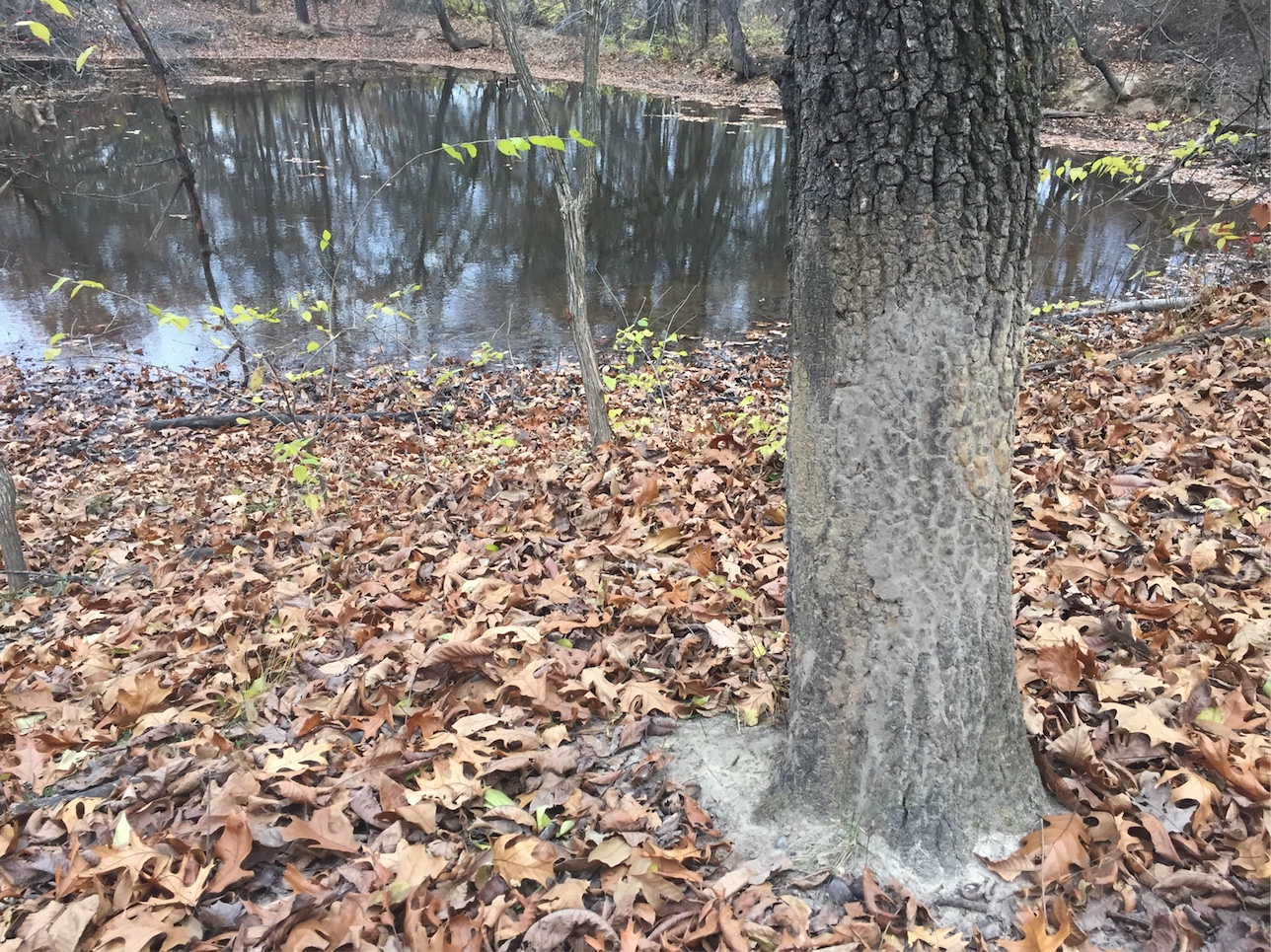 Close-up of tree used by feral swine.