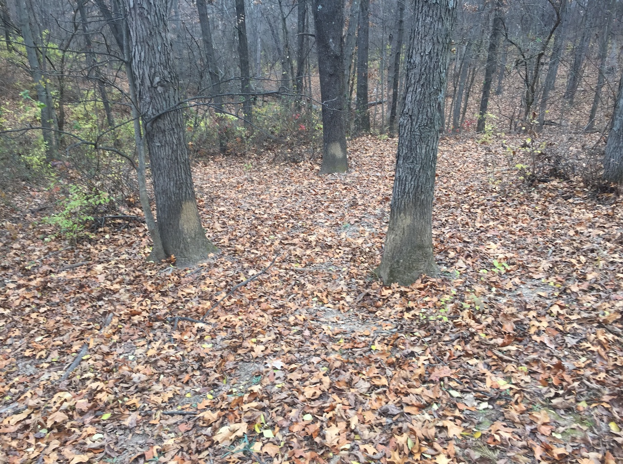 Feral swine rubbed mud on trees near the base of the trees.