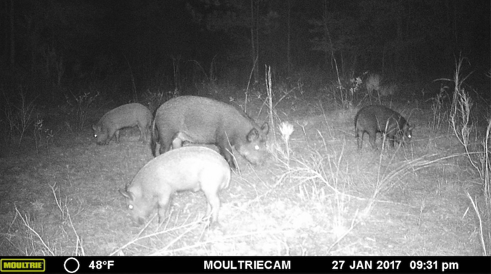 Six feral swine images caught on a field camera.