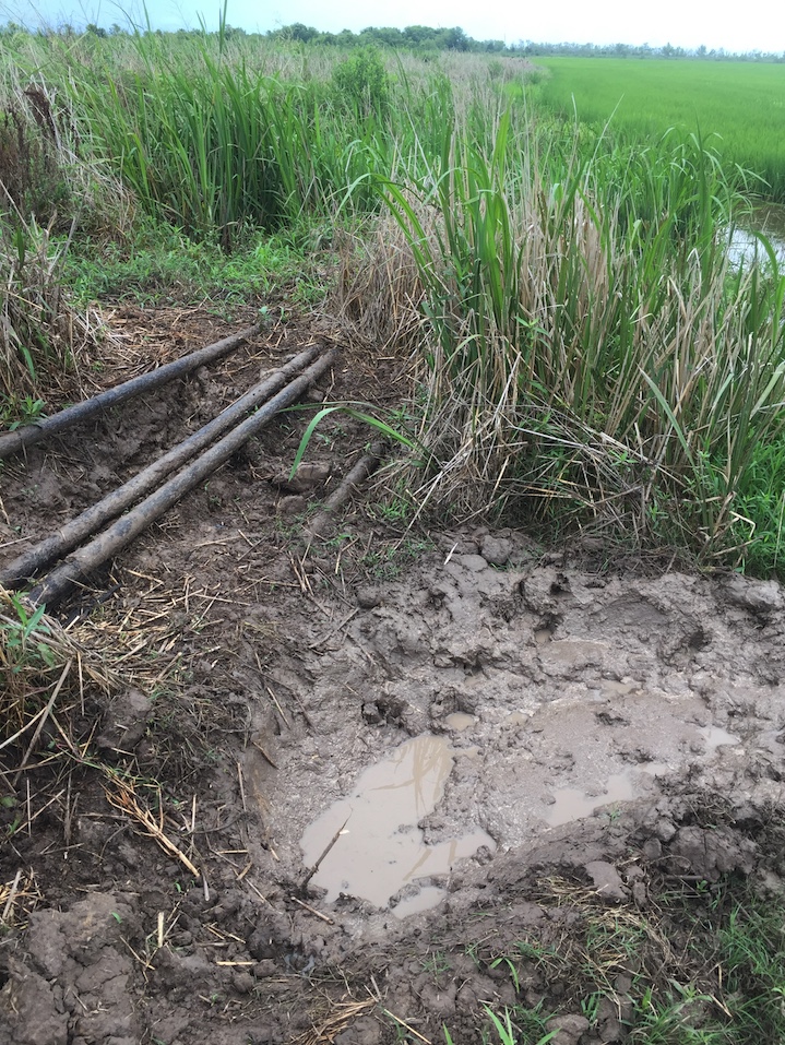 Feral swine wallow