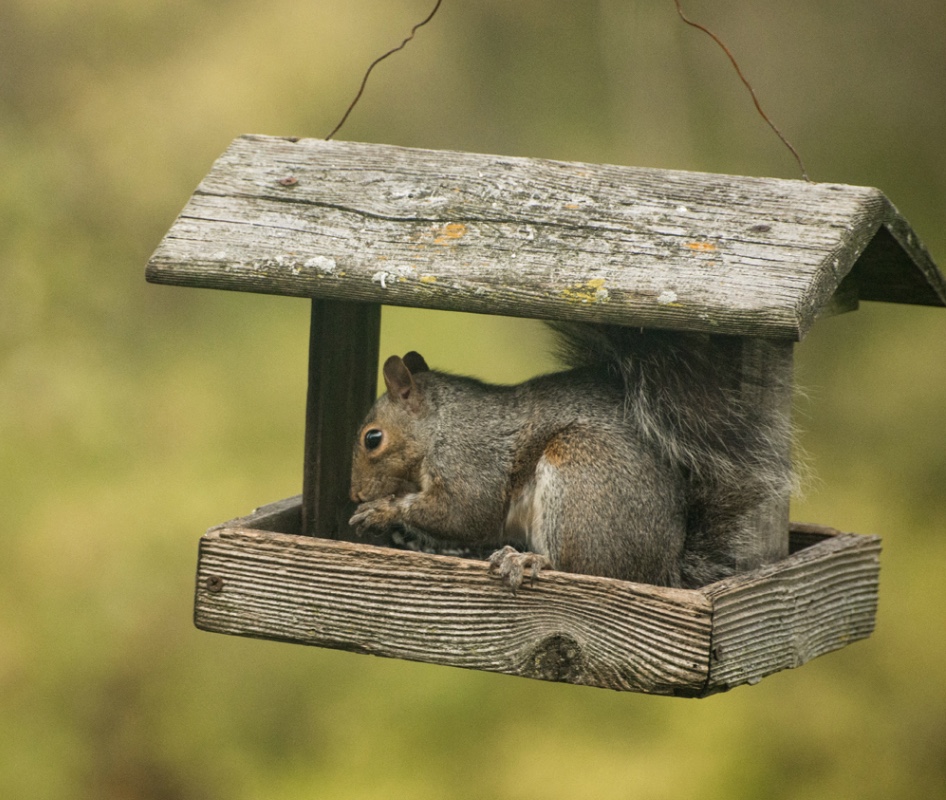 Gray squirrel sitting in a bird feeder.