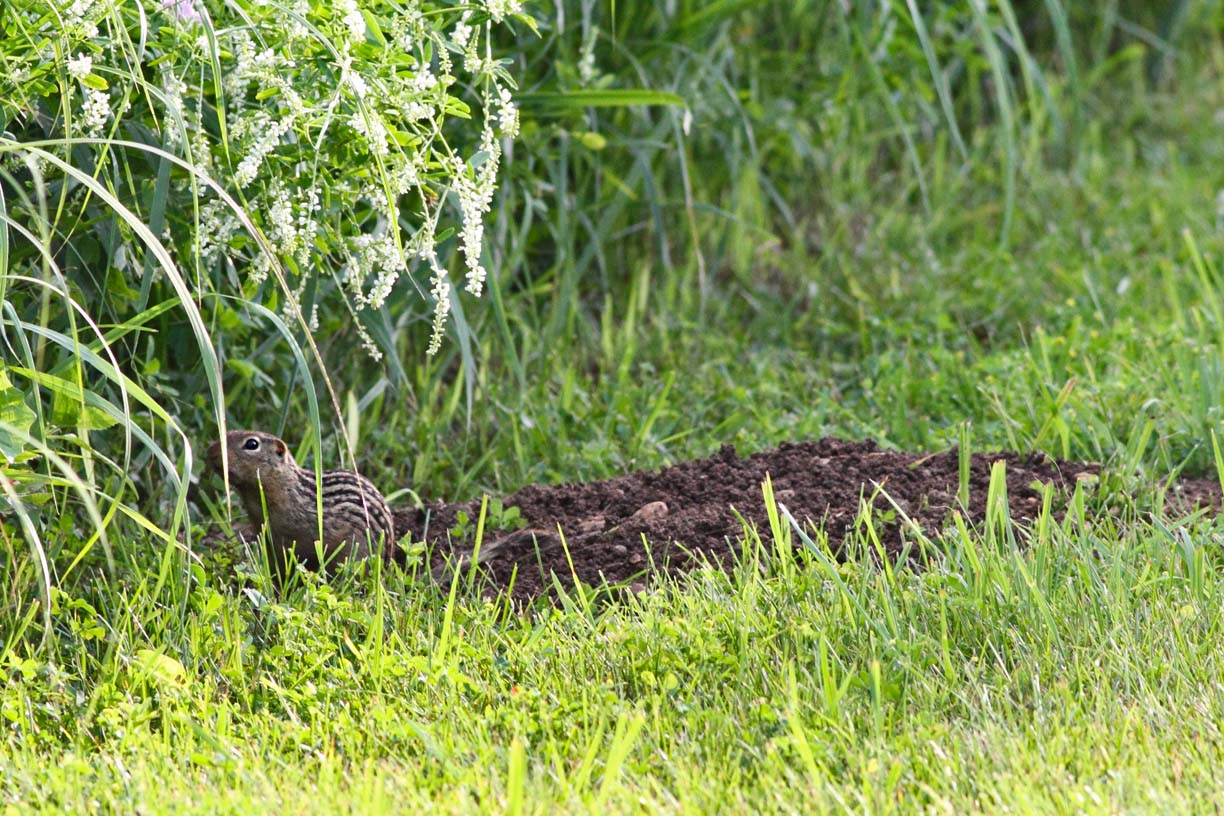 Thirteen lined ground squirrel next to its burrow.