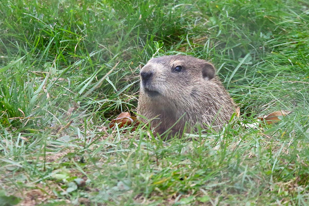 Woodchuck coming out of its burrow.