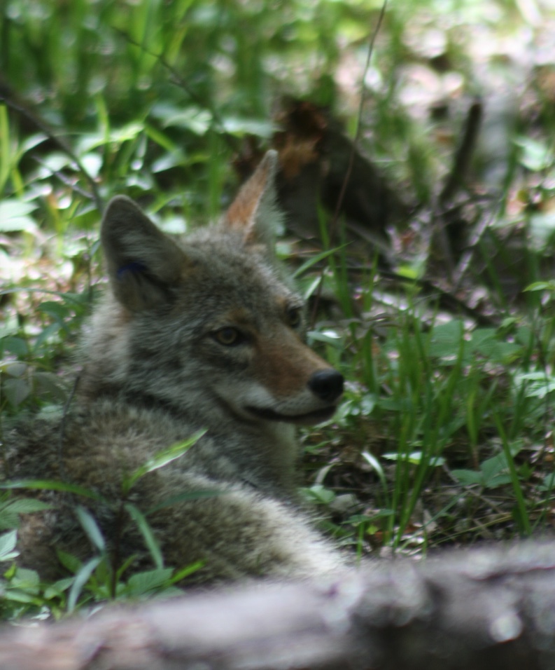Coyote resting in the shade.