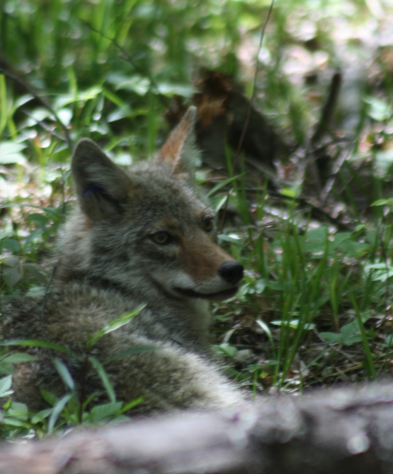 The Growing Coyote Problem