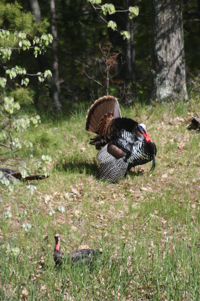 Male turkey displaying his feathers for nearby hens.