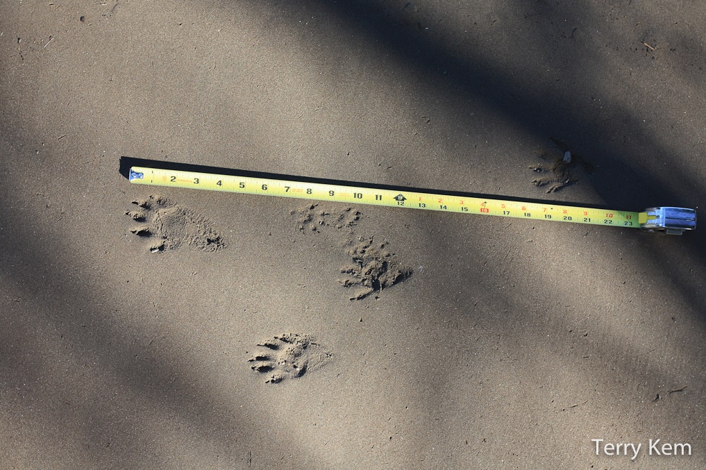 American mink tracks next to tape measure.