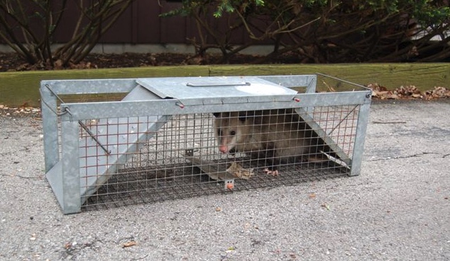 Virginia Opossum – Wildlife Illinois