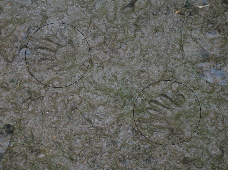 Opossum Tracks Wildlife Illinois