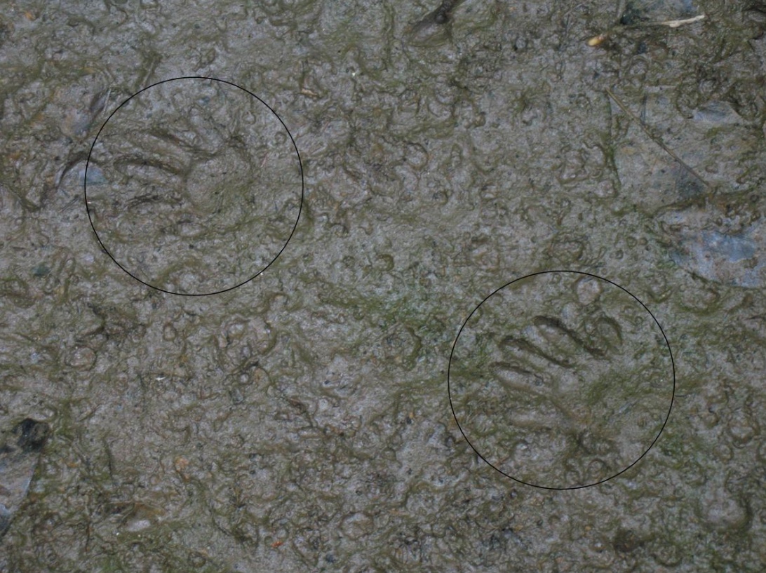 Virginia opossum tracks resemble a baby's handprint.