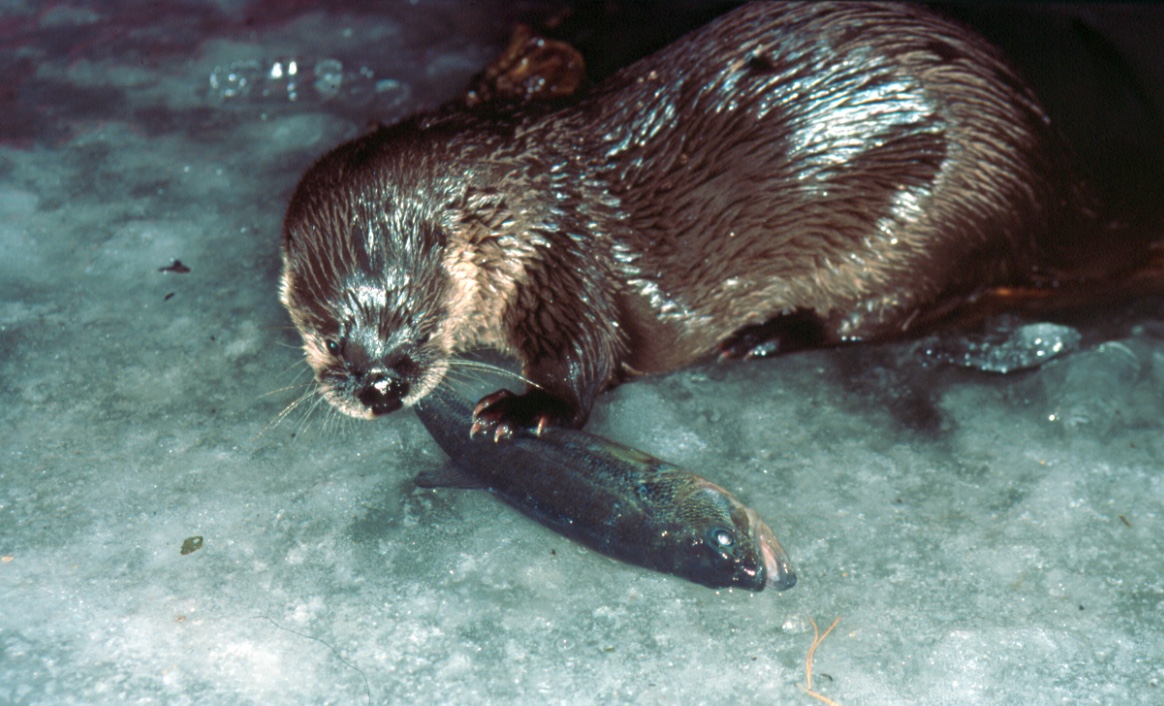 River otter eating fish.