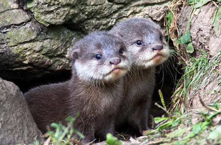 Two young river otters.