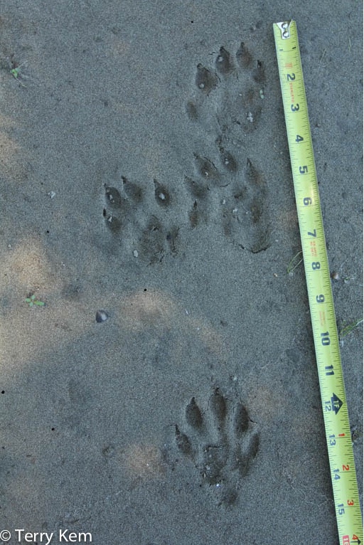 Otter tracks