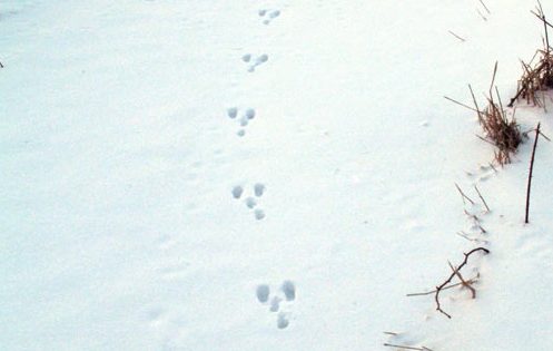Real Rabbit Track The first thing that comes into your mind game - Page 791