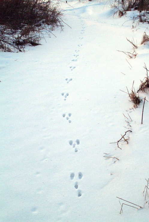 Cottontail Rabbit Tracks