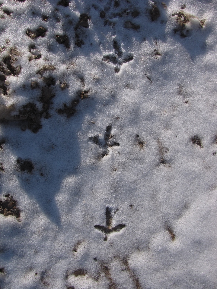 Wild Turkey Tracks – Wildlife Illinois