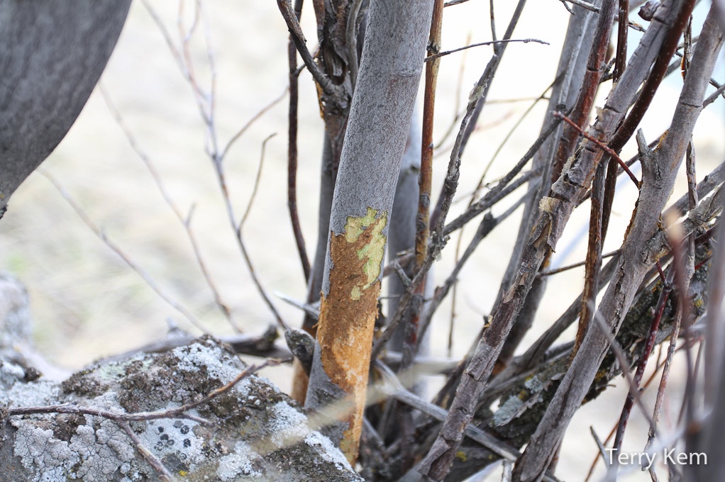 Voles often eat the bark from shrubs during the winter when food becomes harder to find under snow cover.