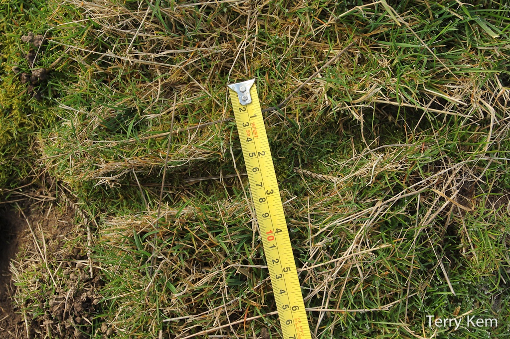 Tape measure over the top of an exposed vole run through a lawn. 