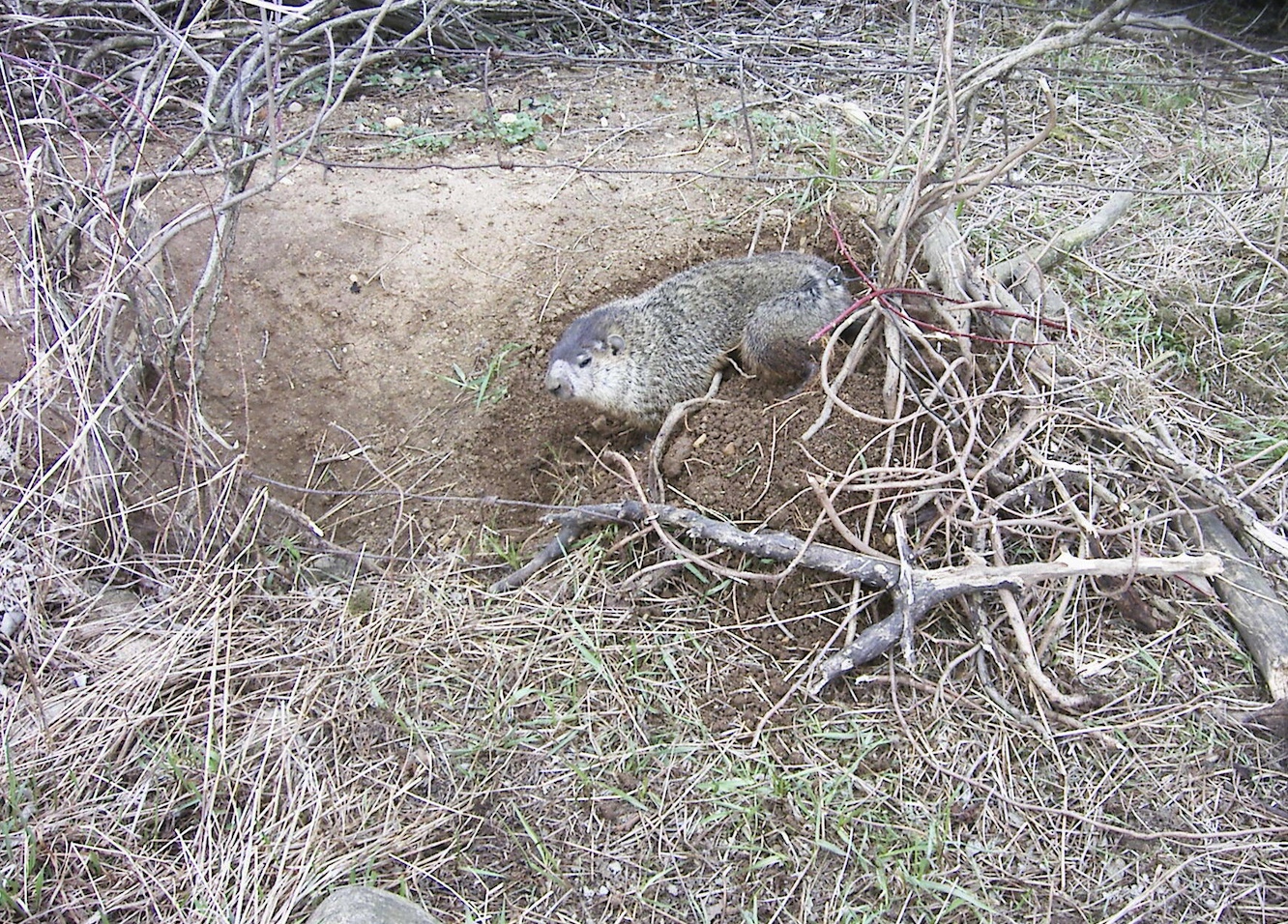 Woodchuck coming out of its burrow under a wire fence-line.