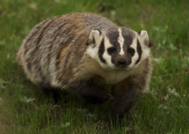 American badgers have a wide, flat body and distinctive black and white markings on their faces.