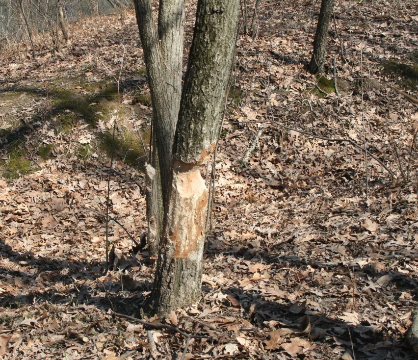 This beaver damaged tree will soon come down.