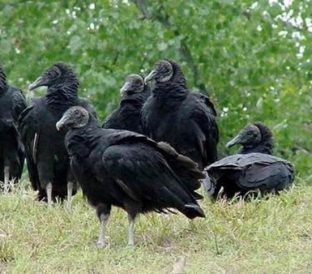 A group of black vultures.
