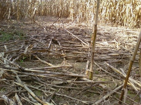 Corn field damaged by feral swine. Corn was nearly ready to harvest.
