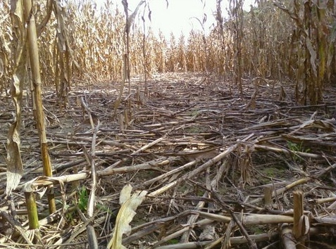 Corn stalks knocked down by feral swine.