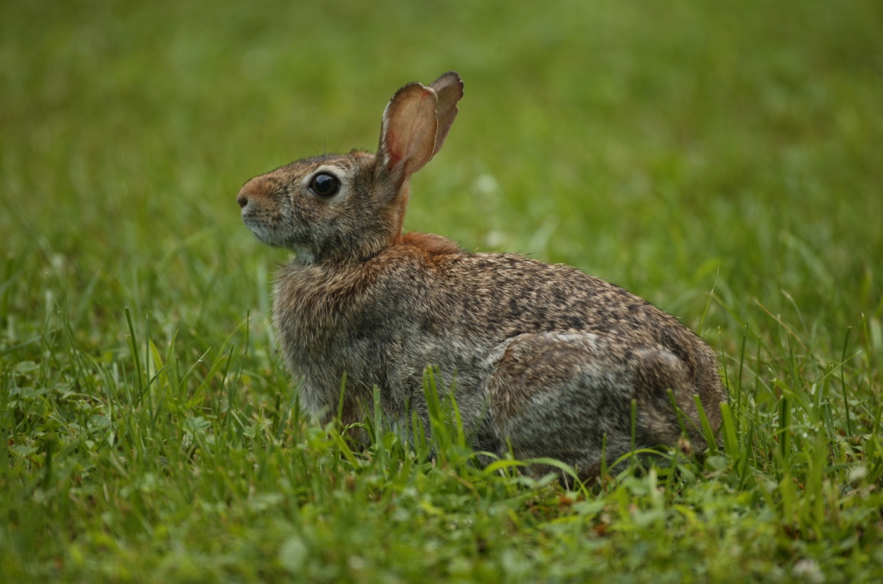 Adult Eastern cottontail sitting in the grass.